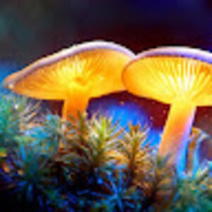 Meet your Posher, Kaitlyn